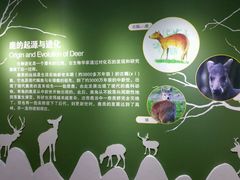 -北京鹿世界主题园