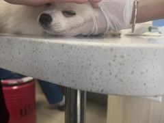 -凯瑞希宠物医院·狂犬免疫·微创·皮肤科