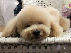 -沐沐家宠物(成寿寺店)