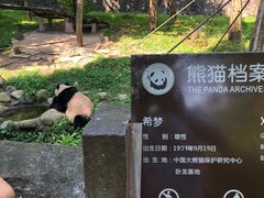 -都江堰中华大熊猫苑