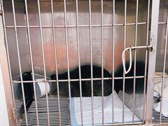 -荔康动物医院(康王北路店)