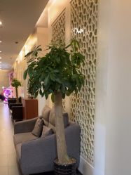 点击看大图 -苏亚医美·高端注射明星整形机构