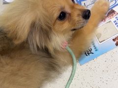 -佳雯宠物医院·皮肤科·内外科(春晓路分院)