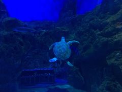 -芜湖新华联大白鲸海洋公园