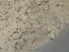 -北海金海湾红树林生态旅游区