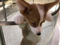 -momokira米努特·德文卷毛猫·棉花面纱犬