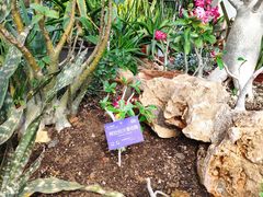 -国家植物园南园