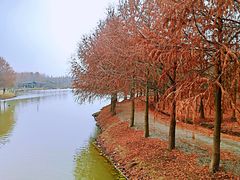 -上海海湾国家森林公园