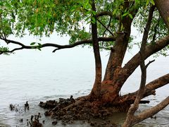 -宝安西湾红树林湿地公园