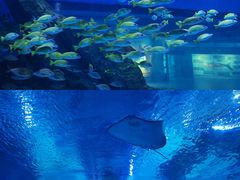 -海合安武汉极地海洋公园