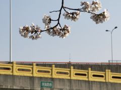 -高东镇樱花园