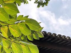-田园东方蜜桃村的田野营地