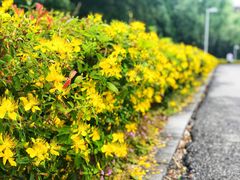 -白塘生态植物园