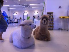 -Blue Concept Cafe&Farm·關於藍