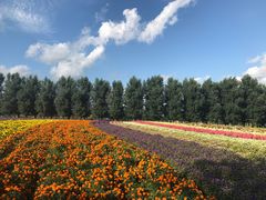 -富田农场
