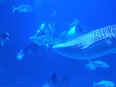 -烟台海昌鲸鲨海洋公园