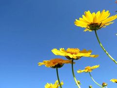-曲江薰衣草庄园
