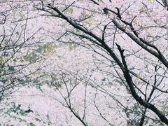 -武汉大学-樱园