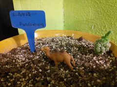 android_upload_pic-六时安·熊猫张甜品店(东关街店)