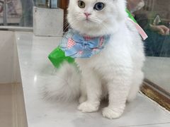 -共舞时光猫咖·狗咖(新街口店)