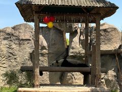 -上海野生动物园