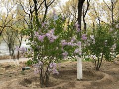 -永定河休闲森林公园