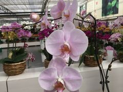 -兰陵国家农业公园