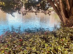 -荔湾湖公园