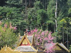 -西双版纳原始森林公园