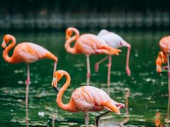 -常州淹城野生动物世界