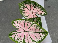 -瑞虹新天地月亮湾