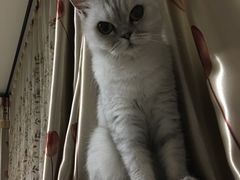 -美联众合动物医院·24h转诊中心