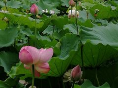 -陈家山荷花公园