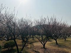 -香雪海