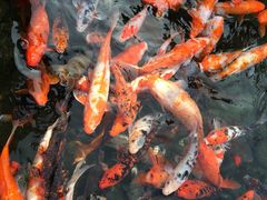 -豫园湖心亭茶楼