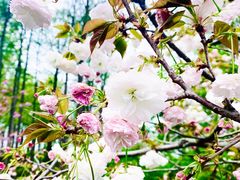 -上海共青森林公园