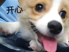 -萌兽医馆·宠物医院·猫骨科(创景店)