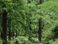 -上海共青森林公园