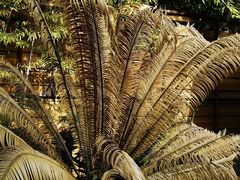 -张家港金凤凰度假村温泉