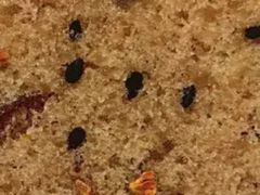 -矮人松糕(小南店)