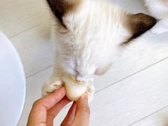 -喵的天空名猫咖啡馆·撸猫·猫舍·用品