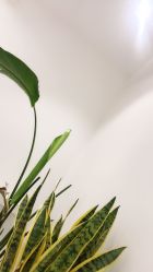 -紫御国际抗衰ZOE ANTI AGING