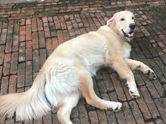 -半坡九号老挝冰咖啡