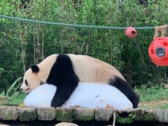 -广州长隆野生动物世界