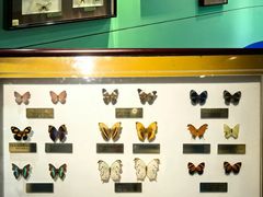 -上海昆虫博物馆