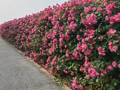 -上海滨江森林公园