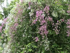 -深圳国际园林花卉博览园