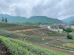 -龙坞茶村