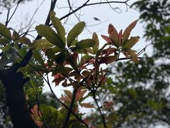 -阳台山森林公园