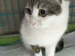 -菲丽丝宠物医院·24小时·猫科中心·免疫点(淮海分院)